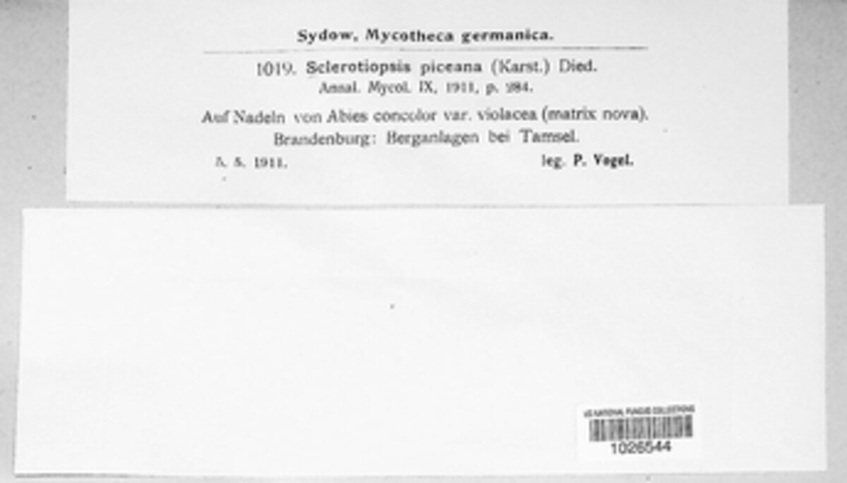 Sclerotiopsis piceana image